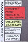 Etikett zu Melanotus schuhi (Platia & Schimmel, 2001)